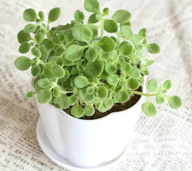 植物扦插繁殖的方法 牡丹吊兰落地生根