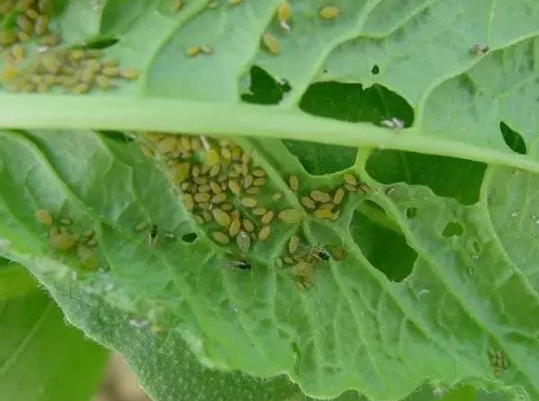 家养植物防虫方法 怎么防腐