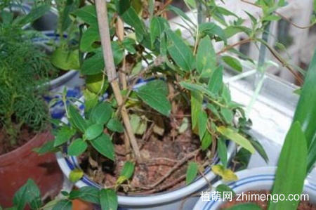 金银花桩枝叶枯死怎么办