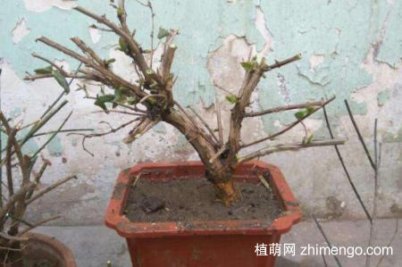 金银花桩枝叶枯死怎么办