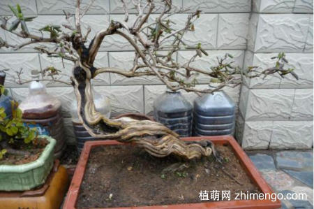 金银花桩枝叶枯死怎么办