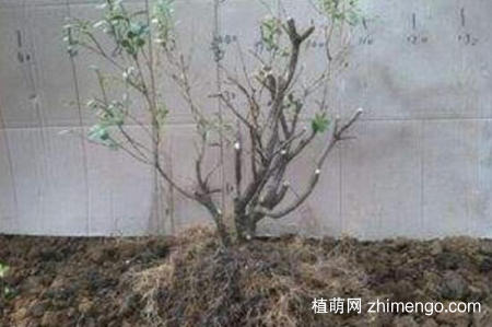 金银花桩枝叶枯死怎么办