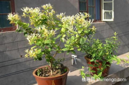 金银花桩枝叶枯死怎么办