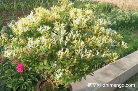 金银花桩枝叶枯死怎么办