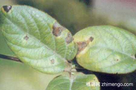 金银花桩枝叶枯死怎么办