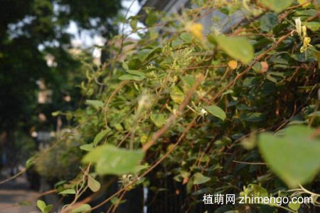 金银花桩枝叶枯死怎么办