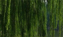 柳树锈病的症状及防治方法