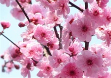 梅花疮痂病防治方法