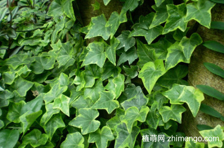常春藤叶子发黄是什么原因？怎么救？