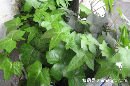 常春藤叶子发黄是什么原因？怎么救？