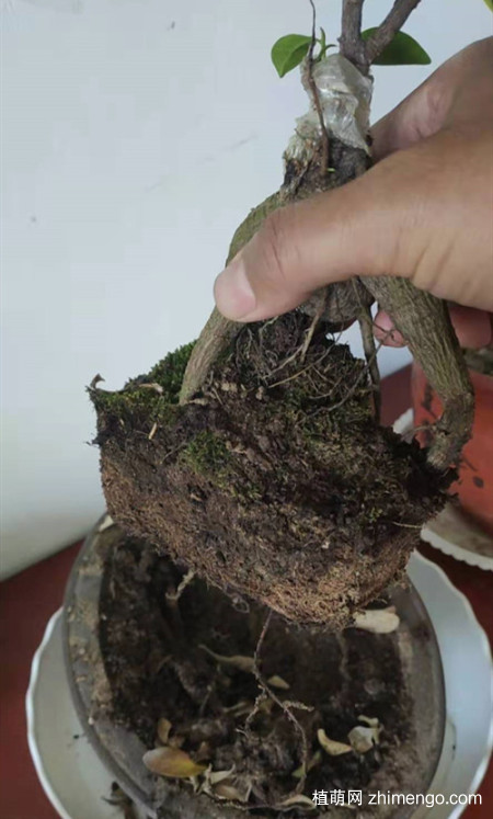 榕树烂根是什么原因引起的？还能救吗？
