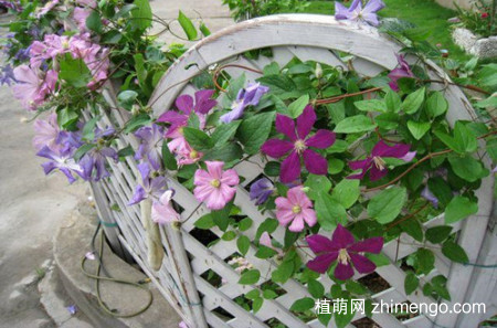 铁线莲叶子干枯怎么办？