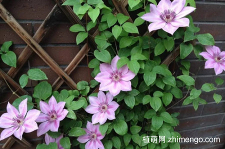 铁线莲叶子干枯怎么办？
