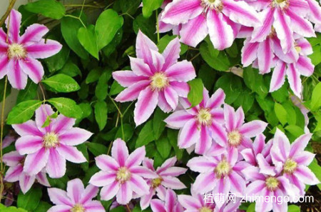 铁线莲叶子干枯怎么办？