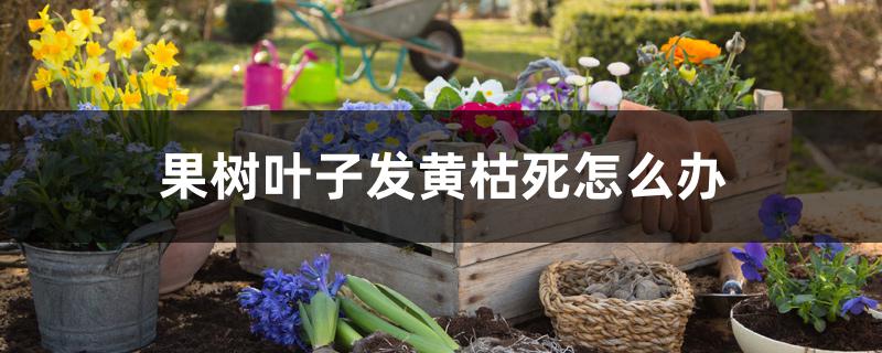 果树叶子发黄枯死怎么办