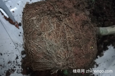 茶花落叶落蕾是什么原因，茶花落叶落蕾怎么办