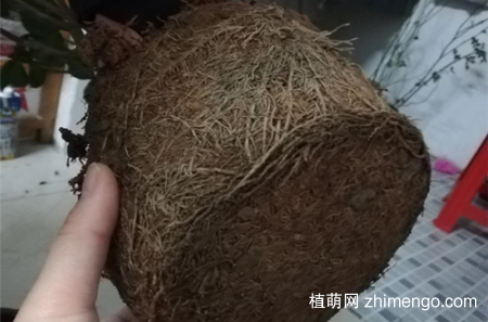 茶花落叶落蕾是什么原因，茶花落叶落蕾怎么办
