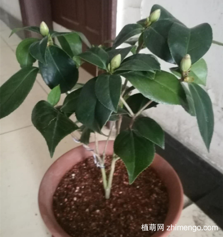 茶花落叶落蕾是什么原因，茶花落叶落蕾怎么办