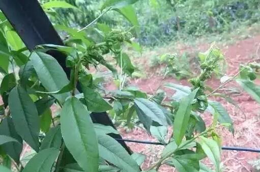 桃树常见病虫害桃蚜的防治方法