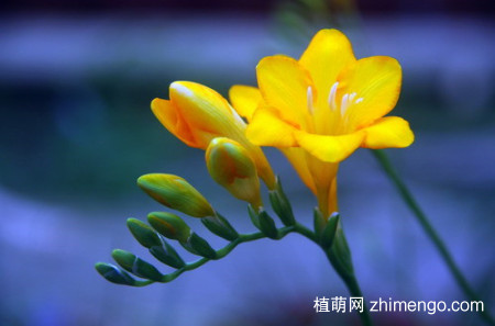 香雪兰为什么不开花，香雪兰不开花的原因
