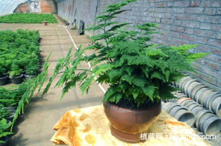 文竹叶子发黄是什么原因，文竹叶子发黄怎么办