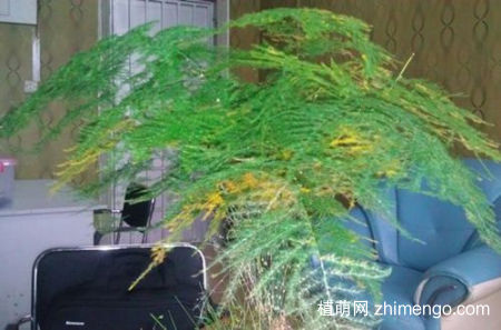 文竹叶子发黄是什么原因，文竹叶子发黄怎么办