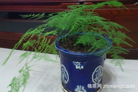 文竹叶子发黄是什么原因，文竹叶子发黄怎么办