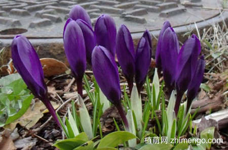 藏红花为什么光长叶子不开花？它的花期是什么时候？