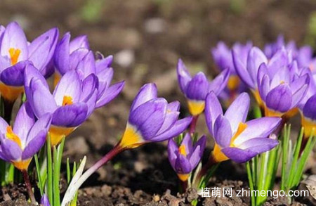 藏红花为什么光长叶子不开花？它的花期是什么时候？