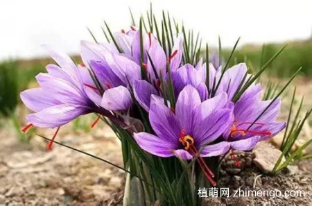 藏红花为什么光长叶子不开花？它的花期是什么时候？