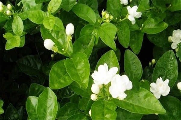 茉莉花冬天落叶吗 如何安全过冬