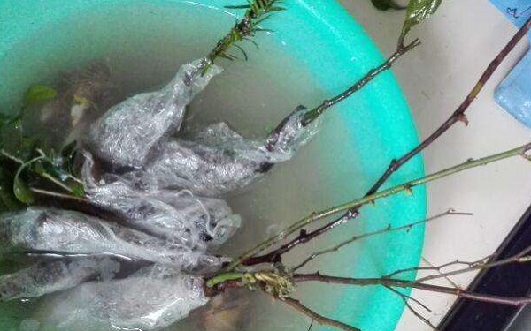 生根粉泡久了会不会死 泡多久合适