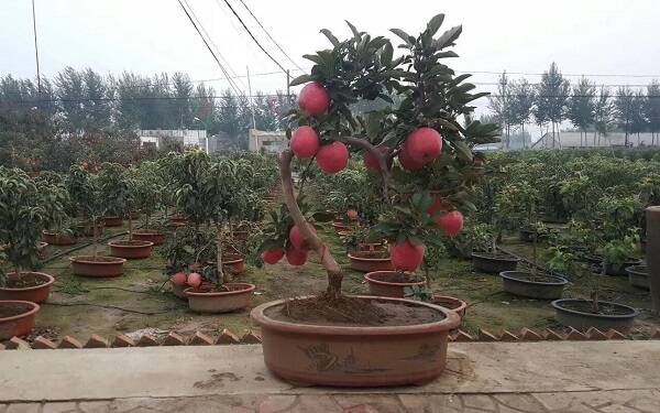 苹果树盆栽叶子干焦怎么办 是什么原因造成的