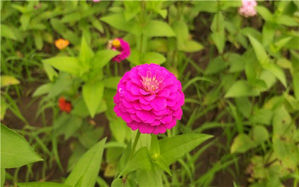土壤杀虫的最好方法 怎么杀死土壤里的虫子