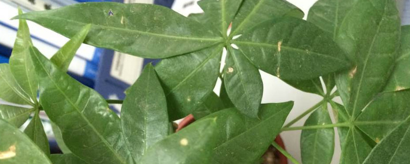 发财树叶片有黄褐斑是什么原因(发财树叶斑病用大蒜)
