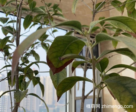 桂花树叶子都枯了是怎么回事？怎么防治？