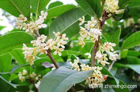 桂花树叶子都枯了是怎么回事？怎么防治？