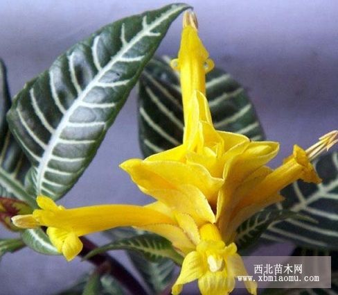 花叶俱佳的银脉单药花