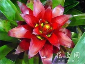 怎么使水塔花叶花两艳