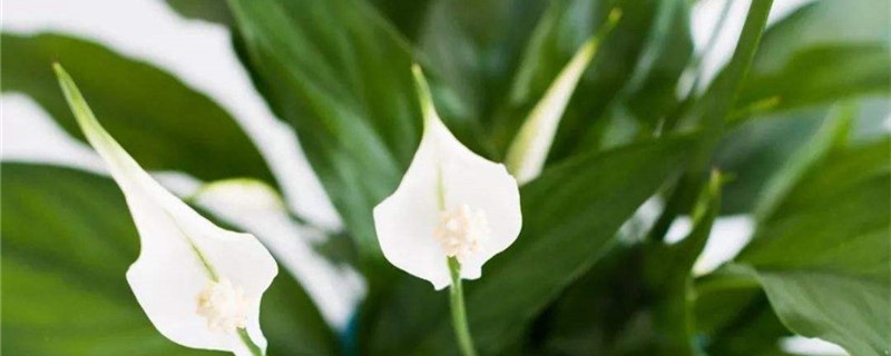 白掌花冬天叶子有枯萎怎么回事