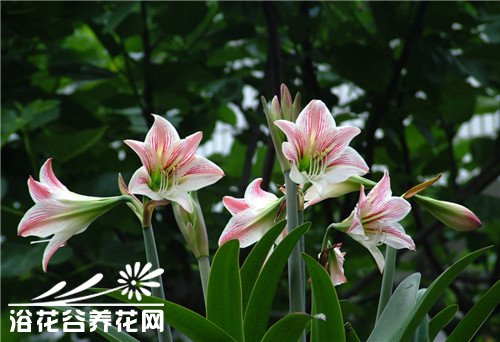 朱顶红的主要病害及防治方法