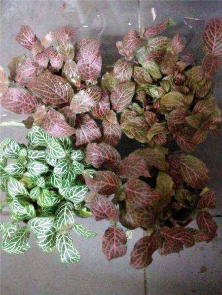 网纹草掉叶子怎么办