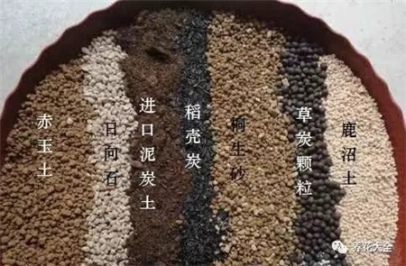 多肉烂根、徒长、黑腐…这样做，分分钟救活