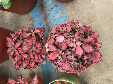 网纹草掉叶子怎么办