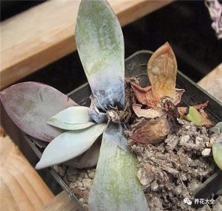 多肉烂根、徒长、黑腐…这样做，分分钟救活