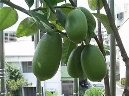 香水柠檬的叶子发黄怎么办