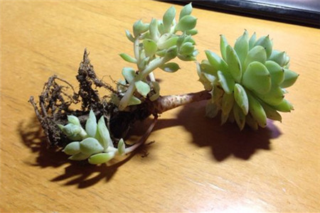 静夜黑腐病的处理办法