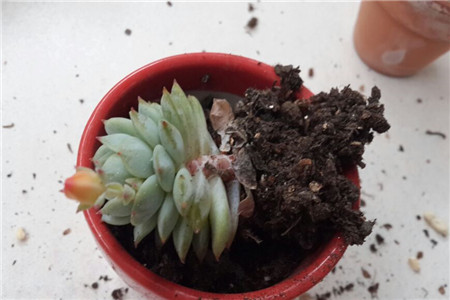 静夜黑腐病的处理办法