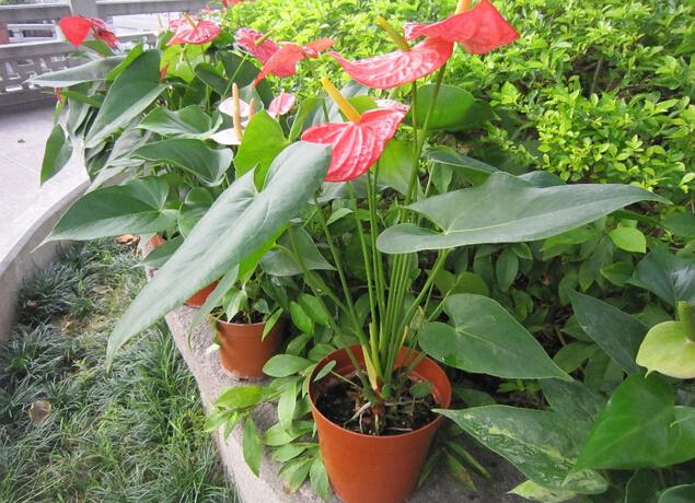 “火鹤花”红掌的养殖方法 火鹤花叶子发黄原因