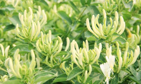 金银花为什么不开花 花期是什么时候
